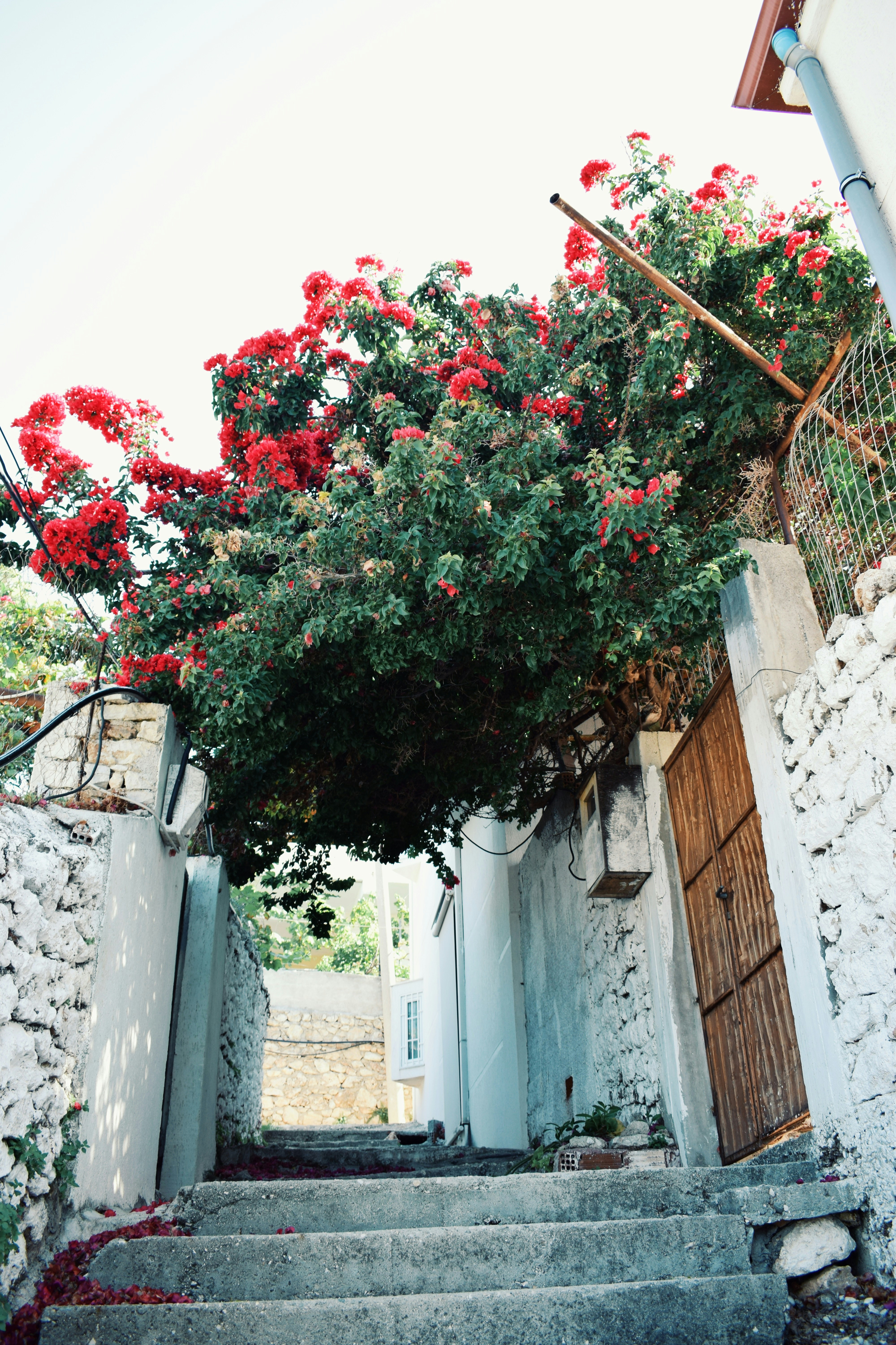 Cobble Stone steps with Tree hanging on top